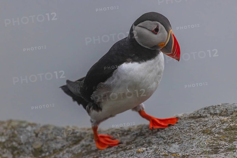 Puffin
