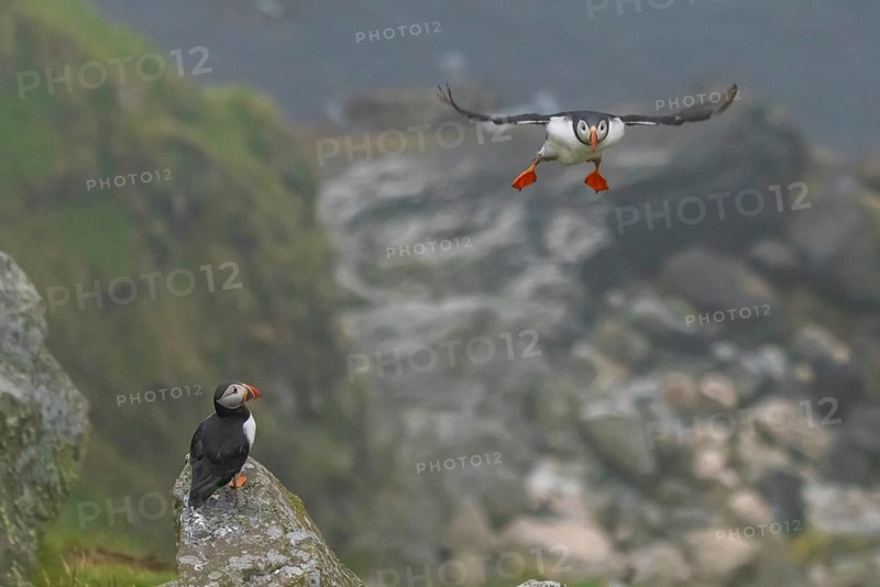 Puffin