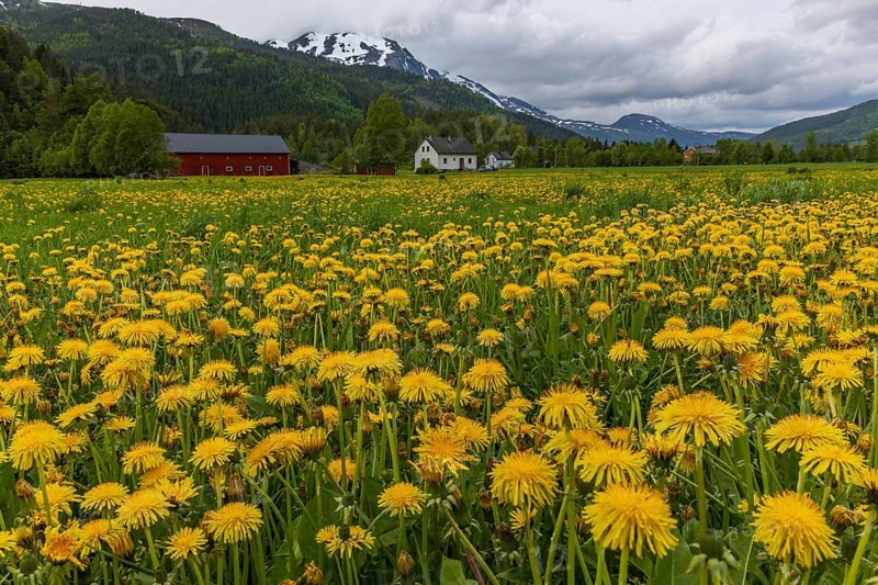 Meadow with dandelion flowers