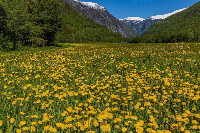 Meadow with dandelion flowers and mountain panorama in Gudbrandsdalen