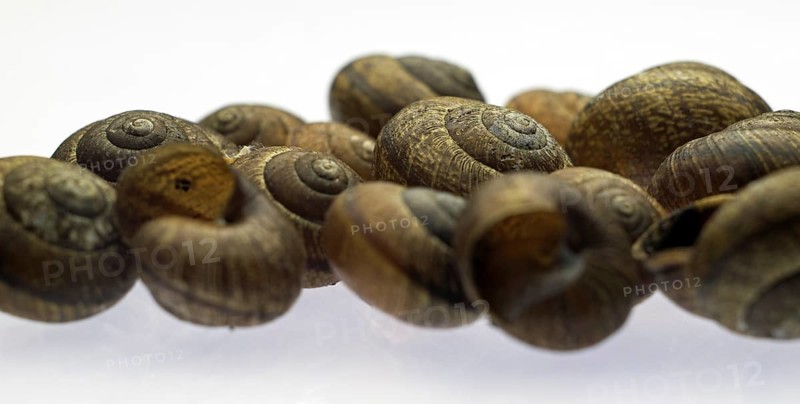 Accumulation of empty snail shells
