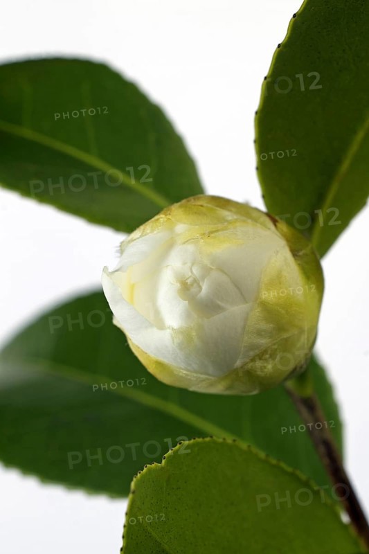 Japanese camellia