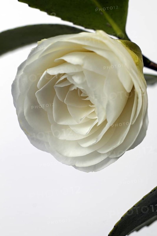 Japanese camellia