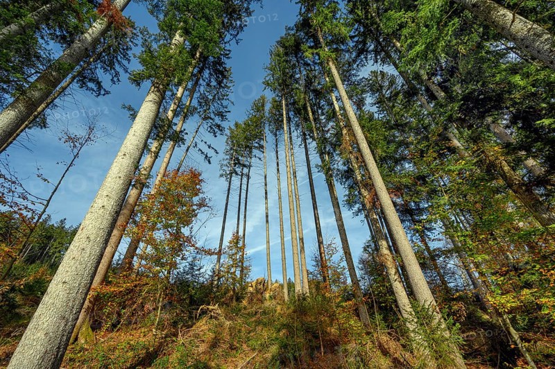 Commercial forest