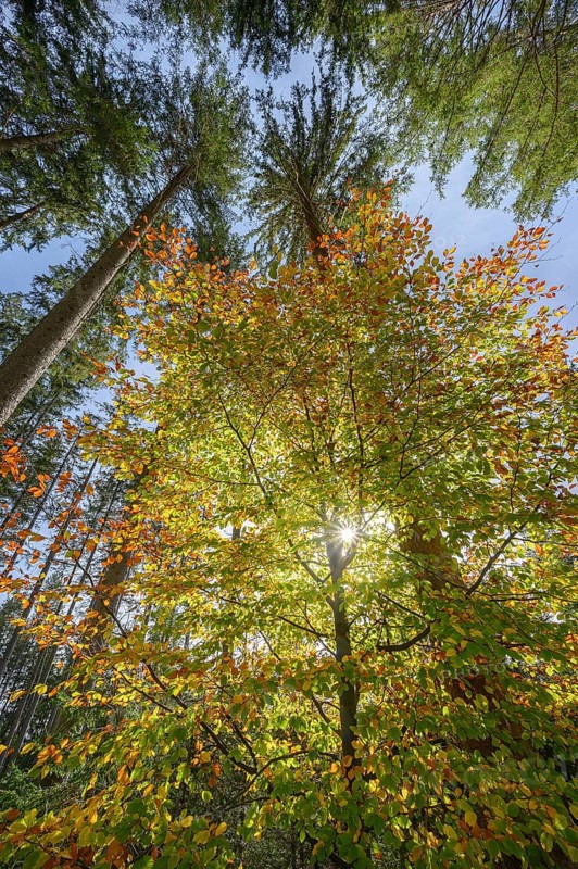 Autumn beech
