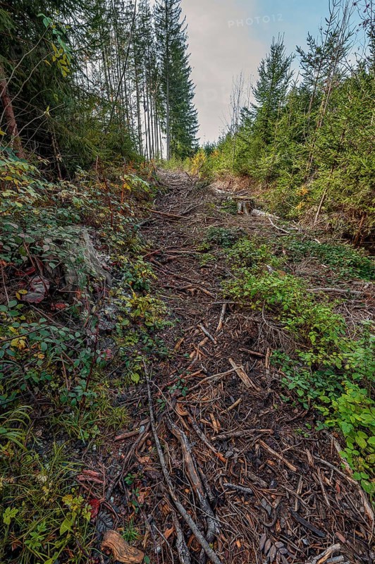 Breach cut by a tree harvester into the commercial forest