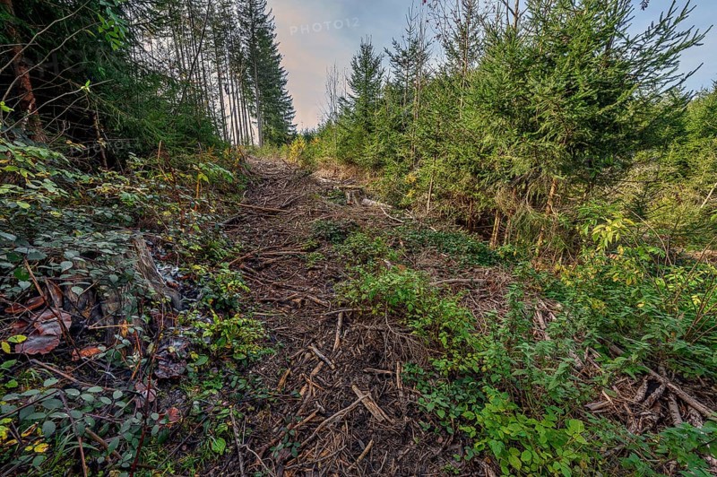 Breach cut by a tree harvester
