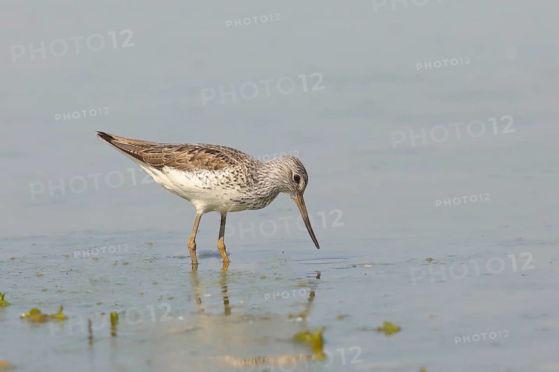 Common greenshank