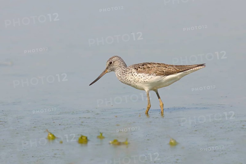 Common greenshank