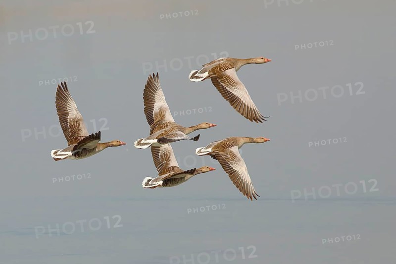 Greylag geese