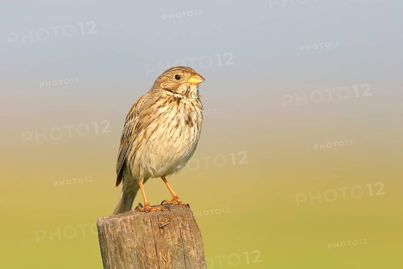 Corn Bunting