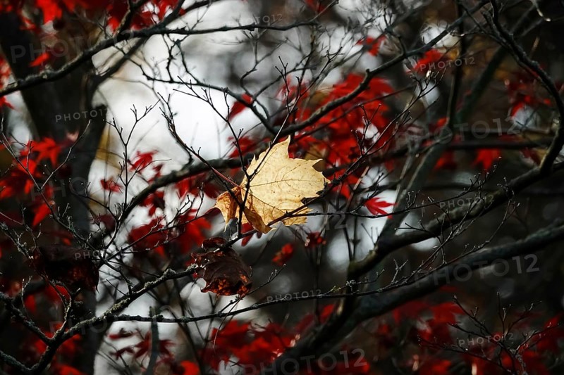 Autumn time