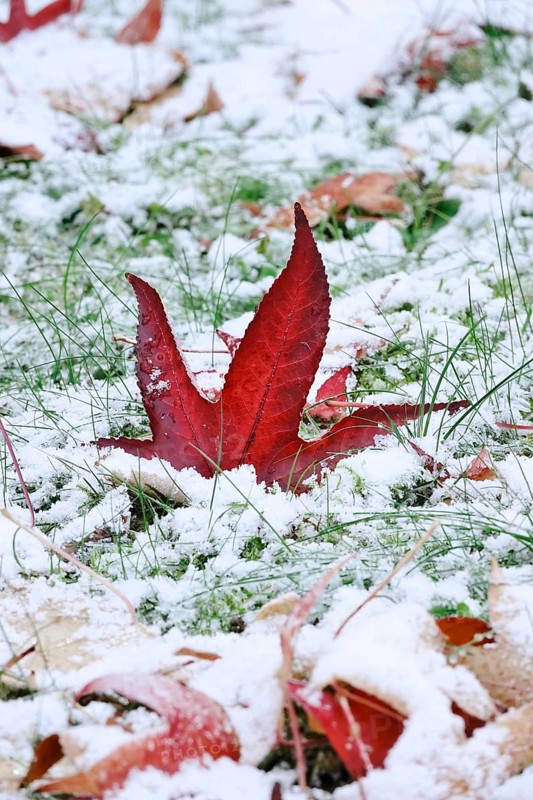 Leaves of the sweetgum