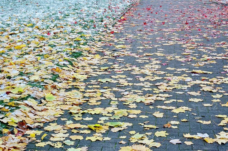 Leaves of the sweetgum