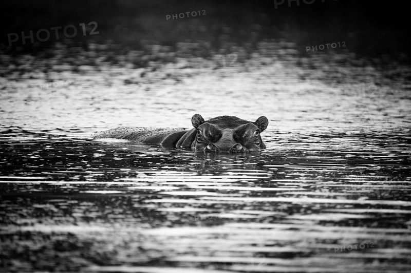 Hippopotamus