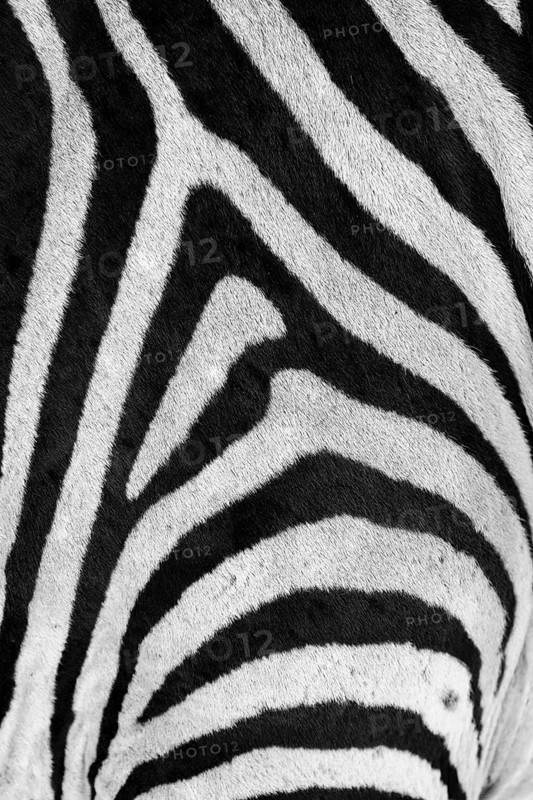 Zebra black and white stripes pattern displays in a vertical texture