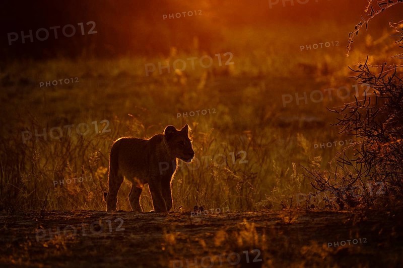 Lion baby silhouette