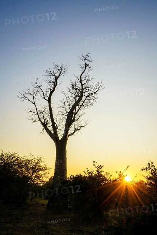 Baobab