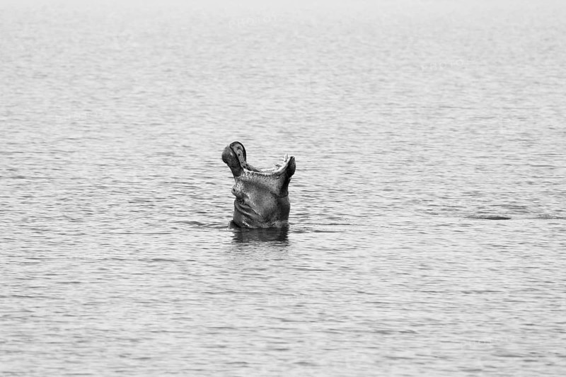 Hippos