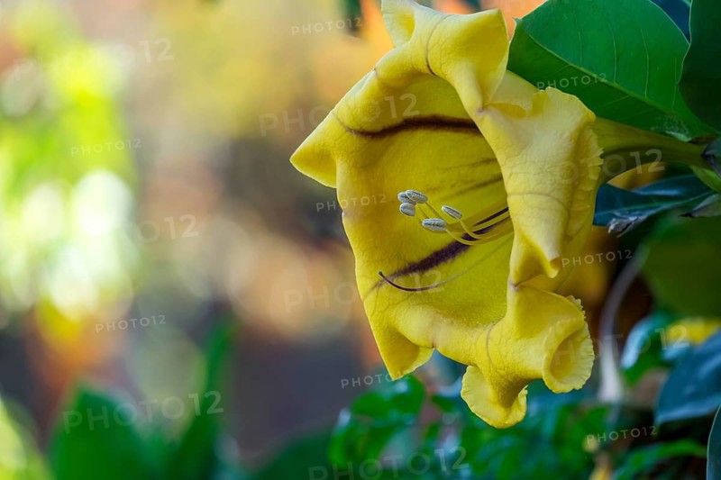 Cup of gold vine