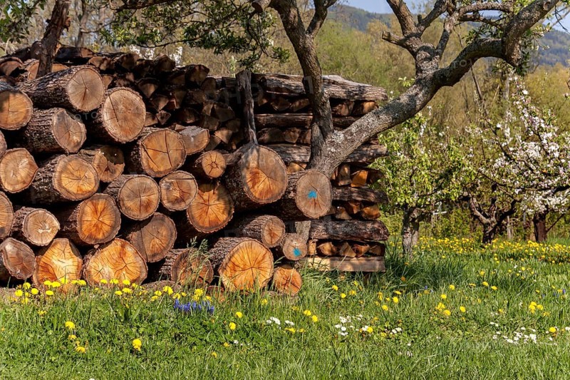 Stacked firewood