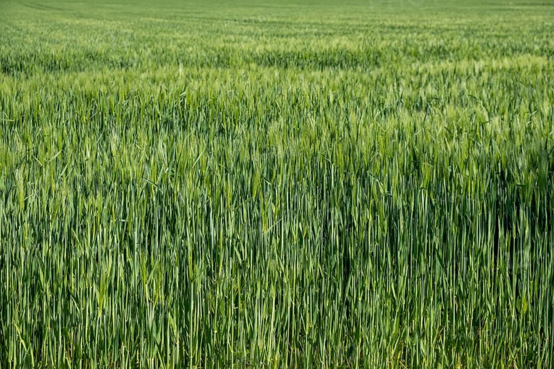 Barleys