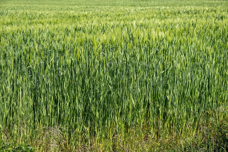 Barleys