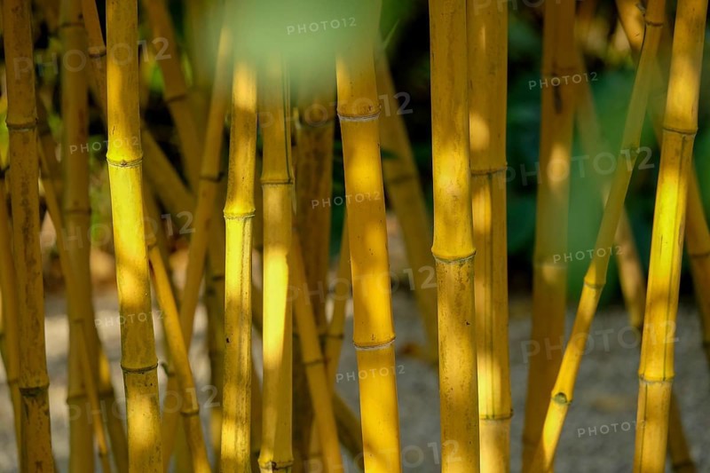 Bamboo