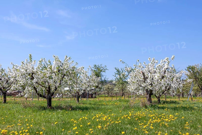 Blossoming wild cherry