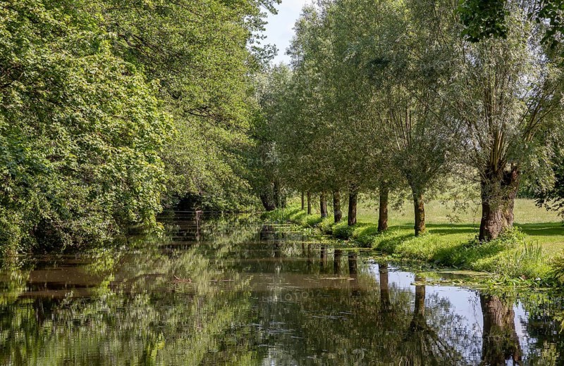 Pollarded willows reflected in the water of the Alstaetter Aa