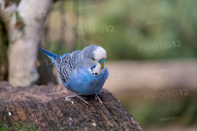 Budgie