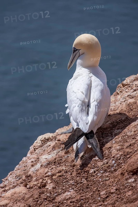 Northern gannet