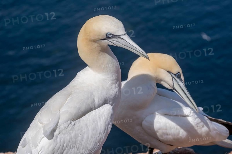 Pair of northern gannet