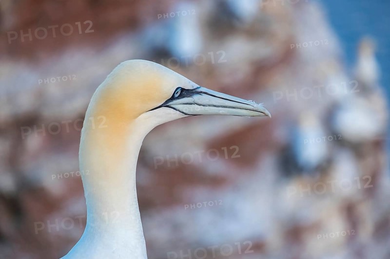 Northern gannet