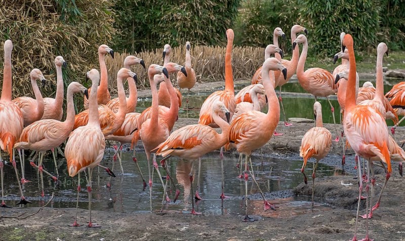 Chilean flamingo