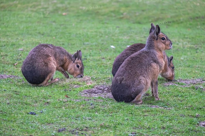 Patagonian mara