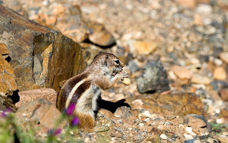 Barbary ground squirrel