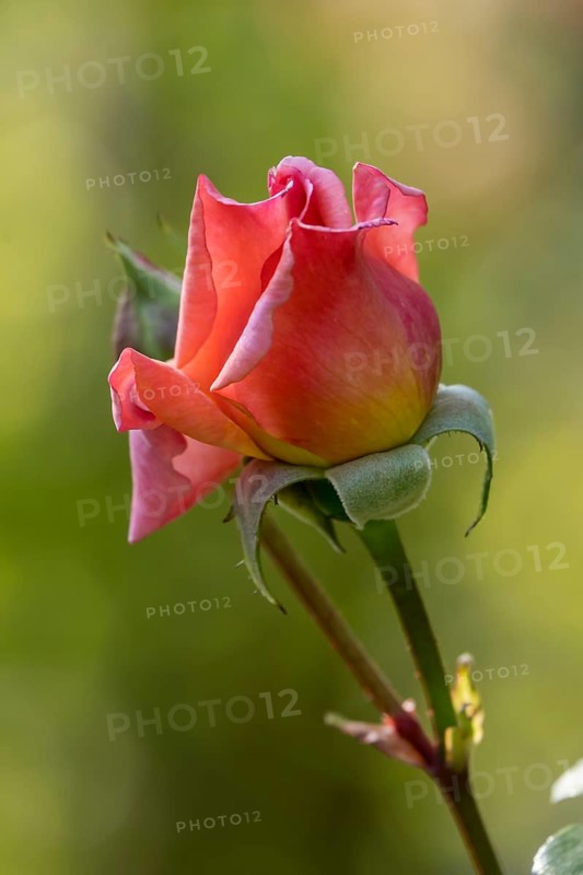 Shrub rose