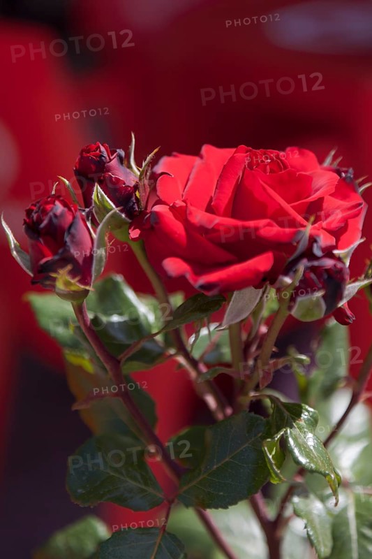 Shrub rose