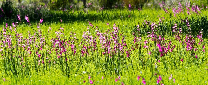 Meadow with wild gladioli
