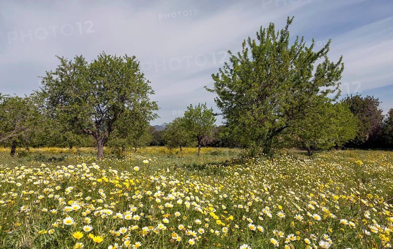 Flowering meadow with crownwort