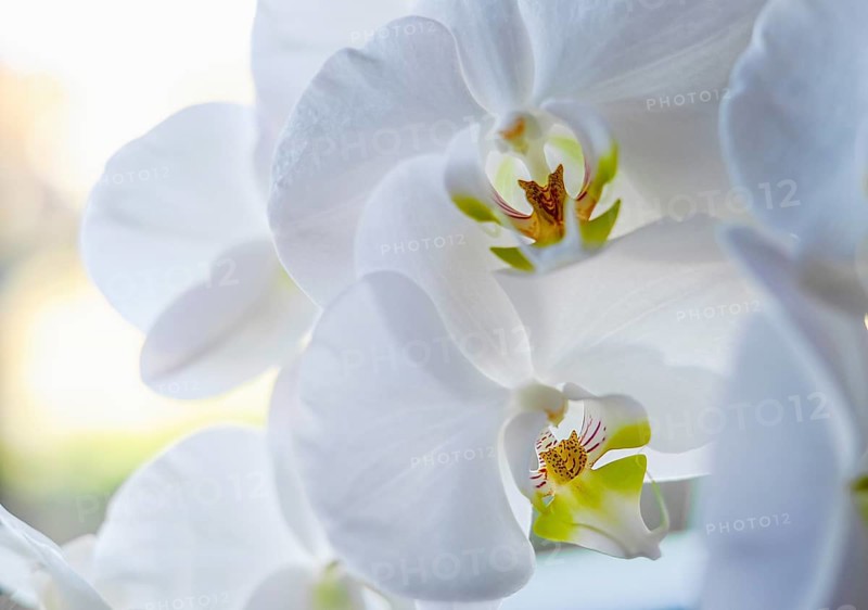 White moth orchid