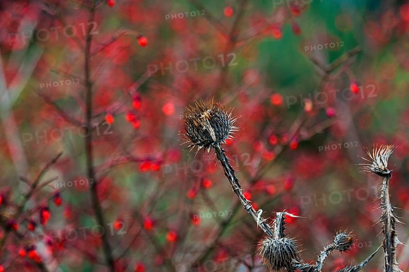Dry thistle in autumn