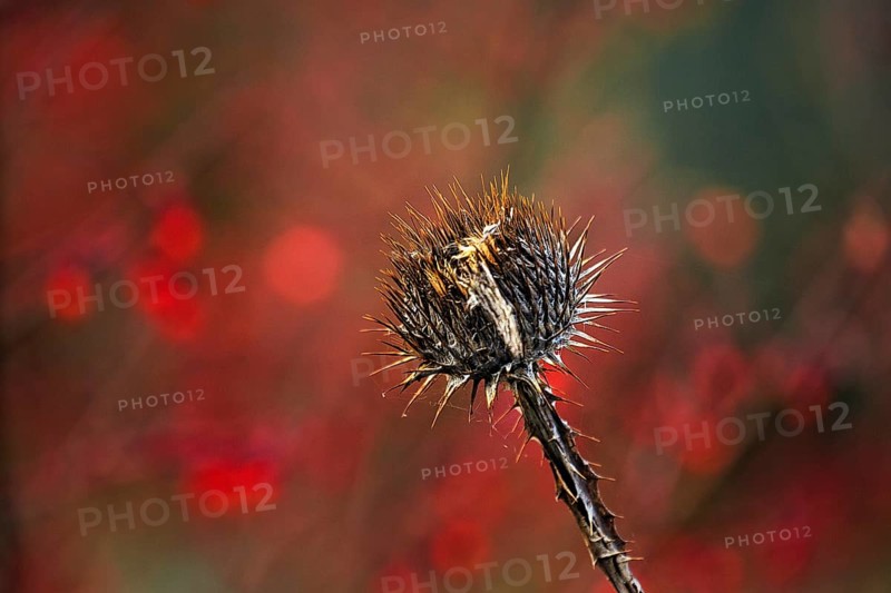 Dry thistle in autumn