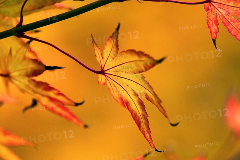 Sick maple leaf glows in the autumn sun