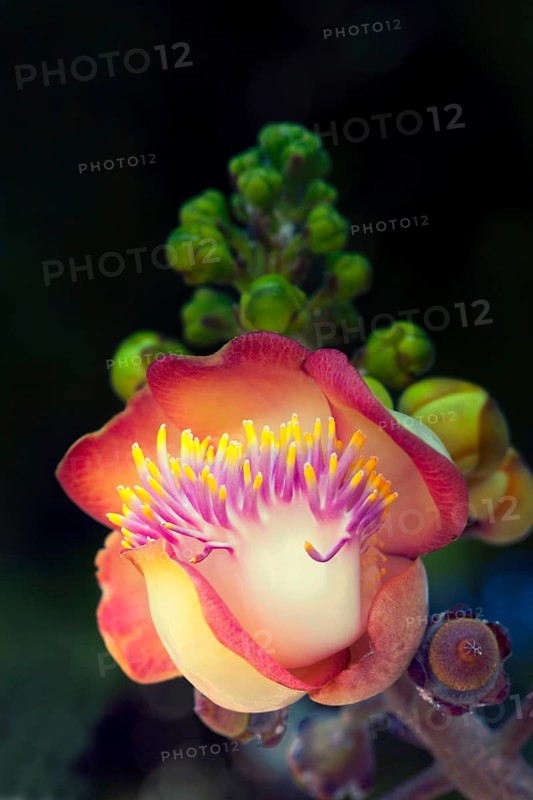 Cannonball tree