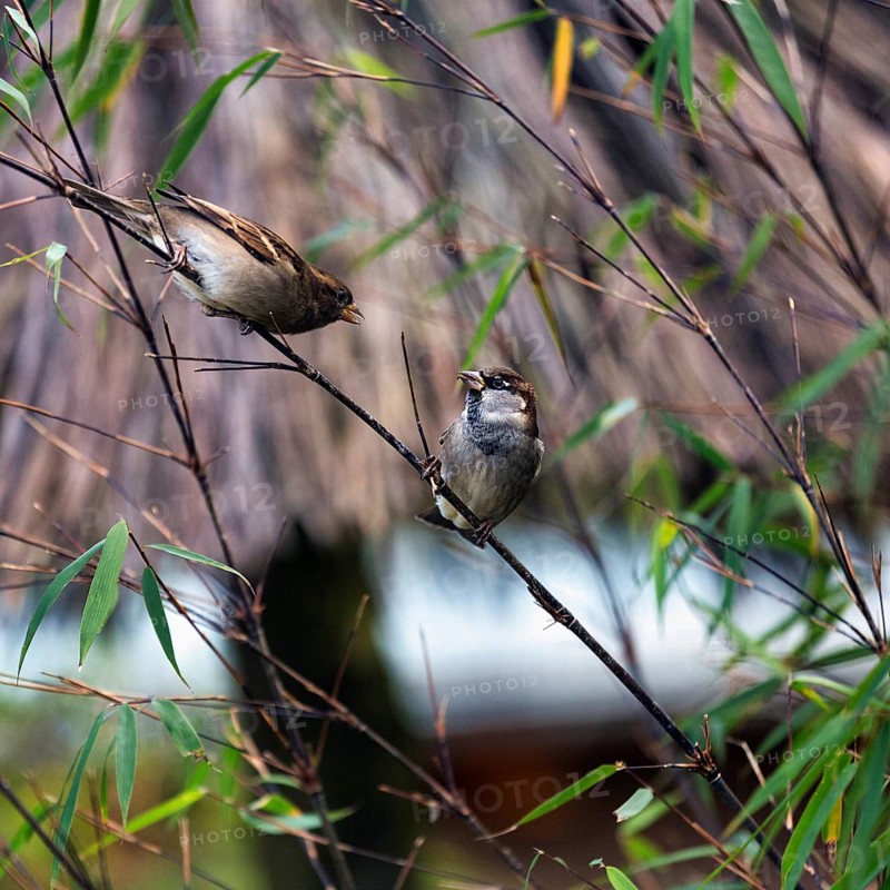 House sparrows