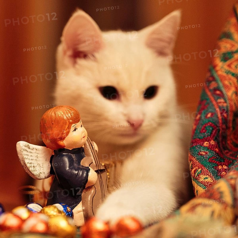 Young white tomcat