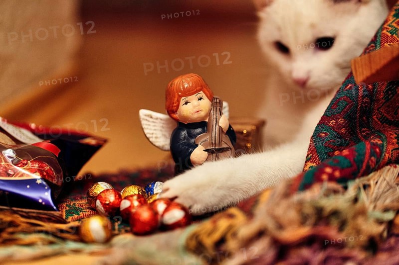 Young white tomcat