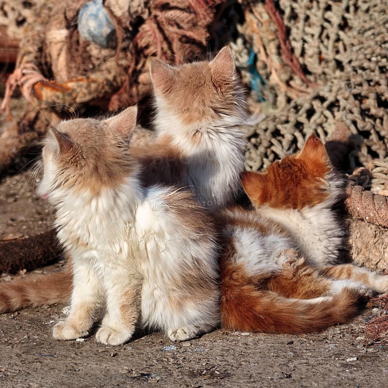 Three kittens from behind